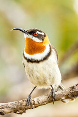 Western Spinebill in Western Australia