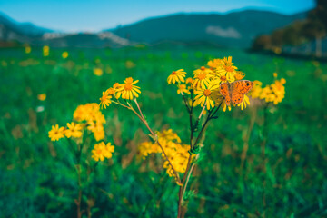 meadow with yellow flowers
