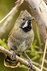 Western Whipbird in Western Australia