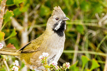 Western Whipbird in Western Australia