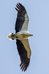 White-bellied Sea Eagle in Western Australia