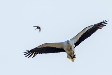 White-bellied Sea Eagle in Western Australia