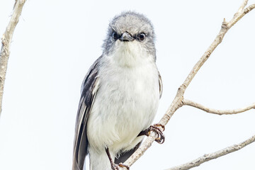 White-breasted Robin in Western Australia