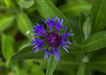 Bleuet © William Vallée