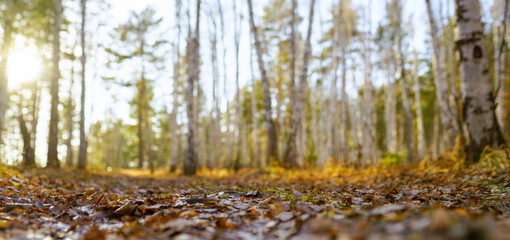 autumnal leaves