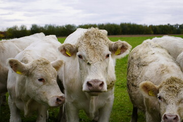 Fototapeta premium Charolais cows in a pasture, Bavaria - Germany 2022