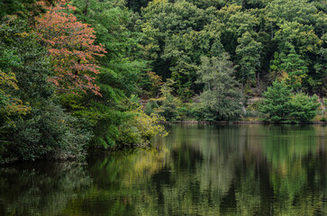Fototapeta na wymiar 池に反射する森林