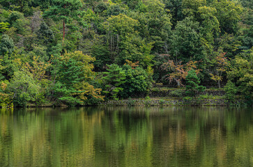 Fototapeta na wymiar 池に反射する森林