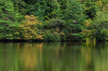 池に反射する森林