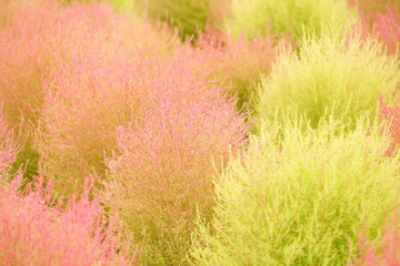 The leaves turn yellow in the fall