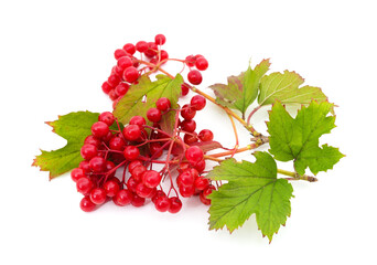 Twig of red viburnum with leaves.