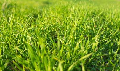 artistic abstract spring background or summer background with fresh grass