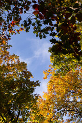 Colorful tree tops in autumn season. Autumn concept.