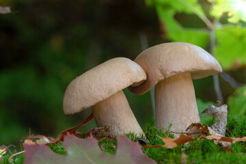 Boletus mushroom porcini growing in a moss and grass close up in forest of Ukraine