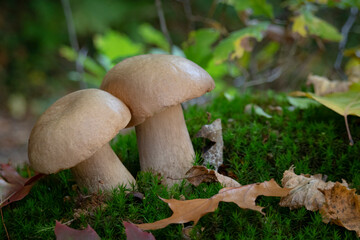 Boletus mushroom porcini growing in a moss and grass close up in forest of Ukraine