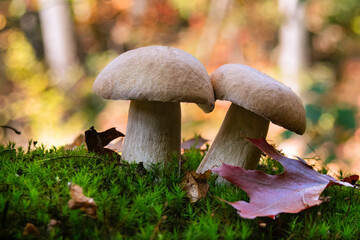 Boletus mushroom porcini growing in a moss and grass close up in forest of Ukraine