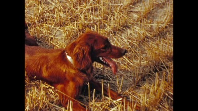 Italy 1973, Hunting dogs run on the countryside scene in 70s