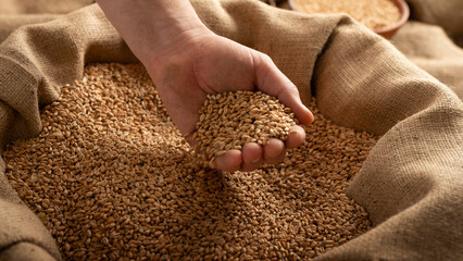 Caucasian male showing wheat grains in his hands over burlap sack