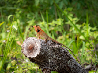 A red-headed chameleon perched on a log