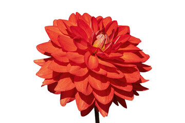Dahlia 'Taratahi Ruby' a red tuberous herbaceous perennial summer autumn perennial flower plant, png stock photo file cut out and isolated on a transparent background - obrazy, fototapety, plakaty