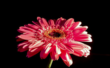 Cute pink gerbera close-up on a black background.
