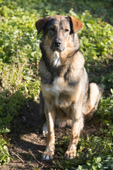 Domestic Dog Siting on Ground and Waiting for Pet Owner Orders Outdoors on Sun