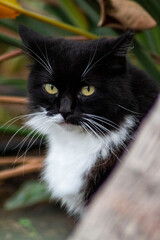 Mirada intenta de un gato callejero.