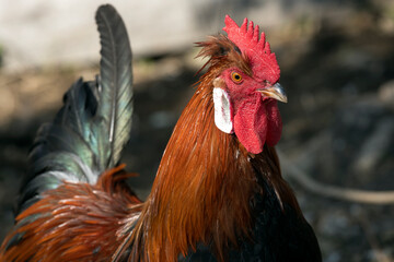 Altsteirer or Styrian Hen is an Autochthonous Autonomous Breed of Domestic Chicken Originating in Slovenia and Austrian state Styria