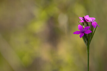 Deptford pink with copy space for text, also called Dianthus armeria Raue Nelke