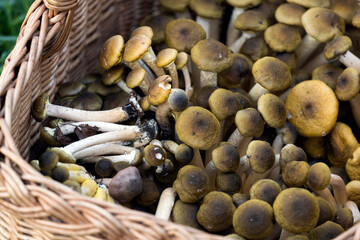 Basket full of Honey Fungi from Autumn Forest Close Up