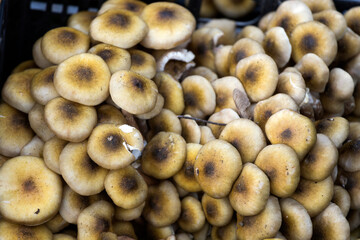 Armillaria or Honey Fungi Forest Close Up