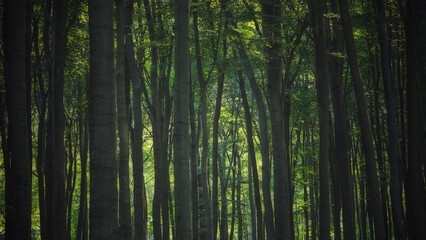 Naklejka premium Panoramic view of the majestic evergreen forest in a morning fog. Mighty pine tree silhouettes. Atmospheric dreamlike summer landscape. Sun rays, mysterious golden light. Nature, fantasy, fairytale