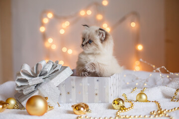 cute little kitten of the Neva masquerade breed sits in a gift box, christmas background, christmas