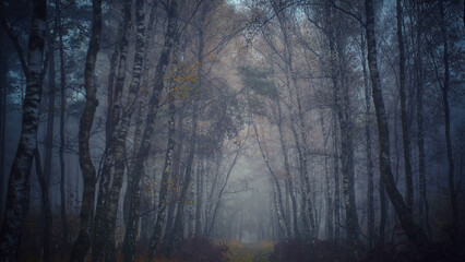 Een mistige winterochtend in het bos, mooie foto van bomen in de mist, een mooie foto