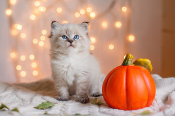 little cute kitten sitting next to a pumpkin autumn, Halloween