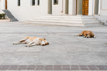 Stray dogs sleep on the street, lonely dogs, abandoned dogs, homeless dogs, street dog, lost dogs