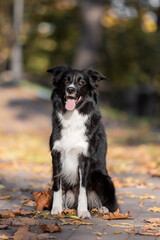 Dog in autumn. Border Collie dog sitting on the grass. Fallen leaves. Golden autumn season. Indian summer