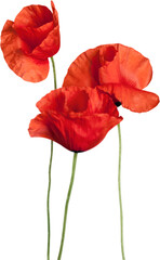 Red poppy flowers - isolated - obrazy, fototapety, plakaty