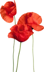 Foto op Plexiglas Red poppy flowers - isolated © BillionPhotos.com