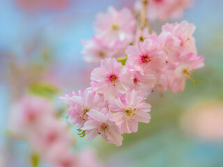 focus of beautiful pink cherry blossom branches on a tree under blue sky beautiful cherry blossoms in spring in natural floral background flora patterned garden