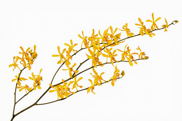 Yellow cymbidium orchid, Ground orchid isolated on white - obrazy, fototapety, plakaty