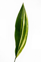 Obraz premium Aspidistra elatior. Baran. Haran, Japanese plant Aspidistra elatior Variegate leafe. Decorative leafe isolated.