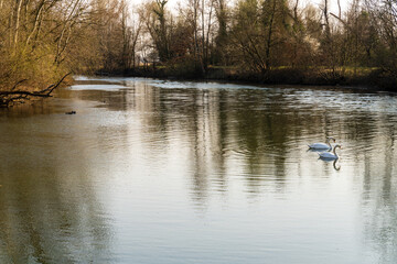 Artzenheim, lumi&egrave;re du soir sur les canaux du Rhin sauvage, Alsace, France
