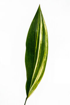 Aspidistra elatior. Baran. Haran, Japanese plant Aspidistra elatior Variegate leafe. Decorative leafe isolated.