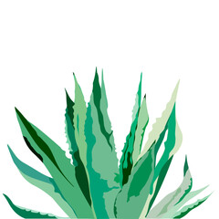 Agave plant leaves. Vector illustration on white.