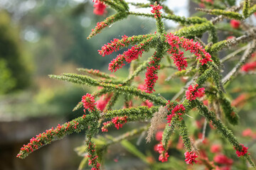 Branches of calothamnus validus with red flower buds against of a blurred background of nature. Flora of Australia.