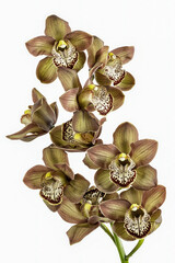 Golden cymbidium orchid or boat orchid isolated on white background