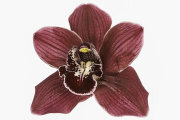 Pink cymbidium orchid or boat orchid isolated on white background
