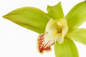 Cymbidium Orchid isolated on white background