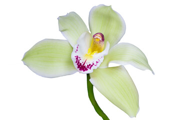 Cymbidium Orchid isolated on white background